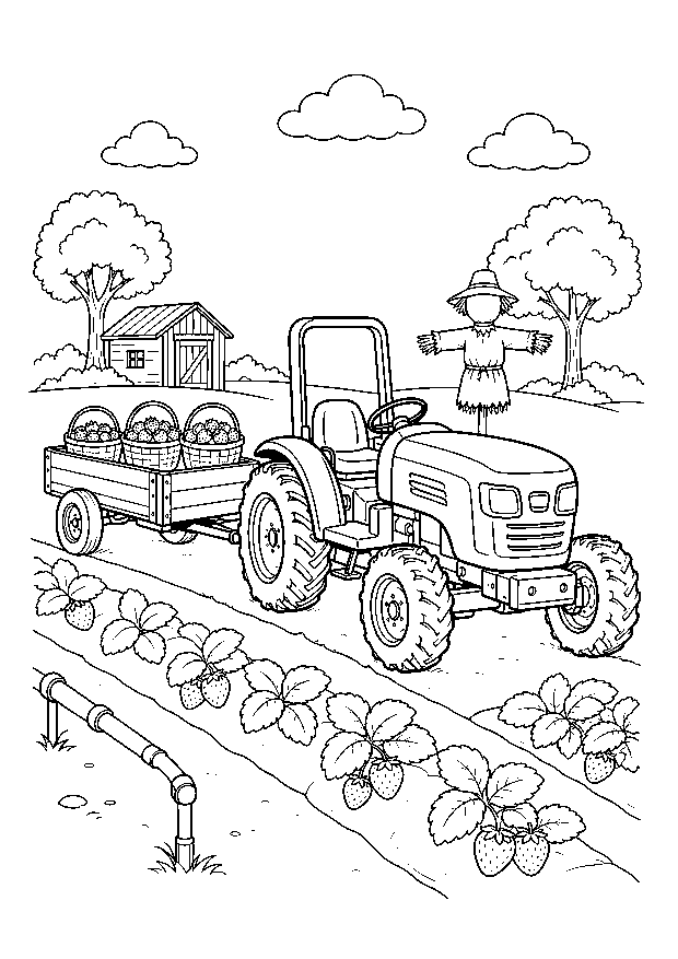 Traktor bei der Erdbeerernte: Ein kleiner Traktor zieht Körbe voller Erdbeeren an Beet, Bewässerung und Vogelscheuche vorbei.